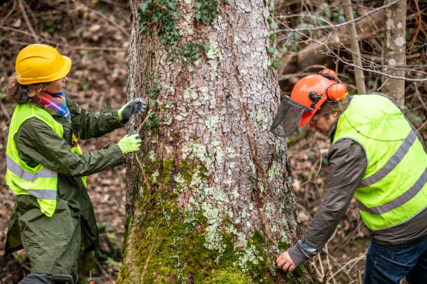 Sitka, AK Tree Services Company